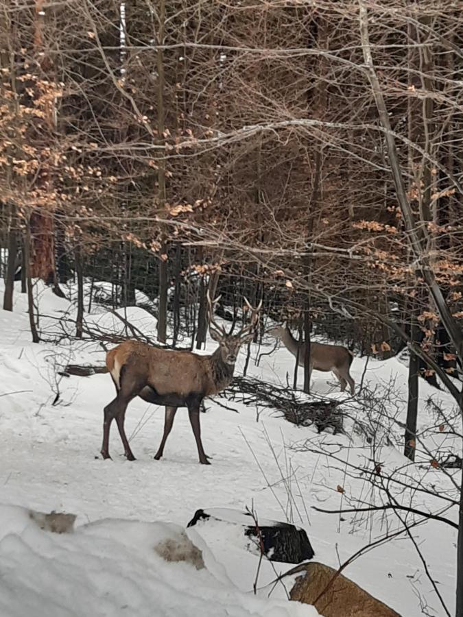 Apartamenty Przy Swierku Szklarska Poreba Luaran gambar