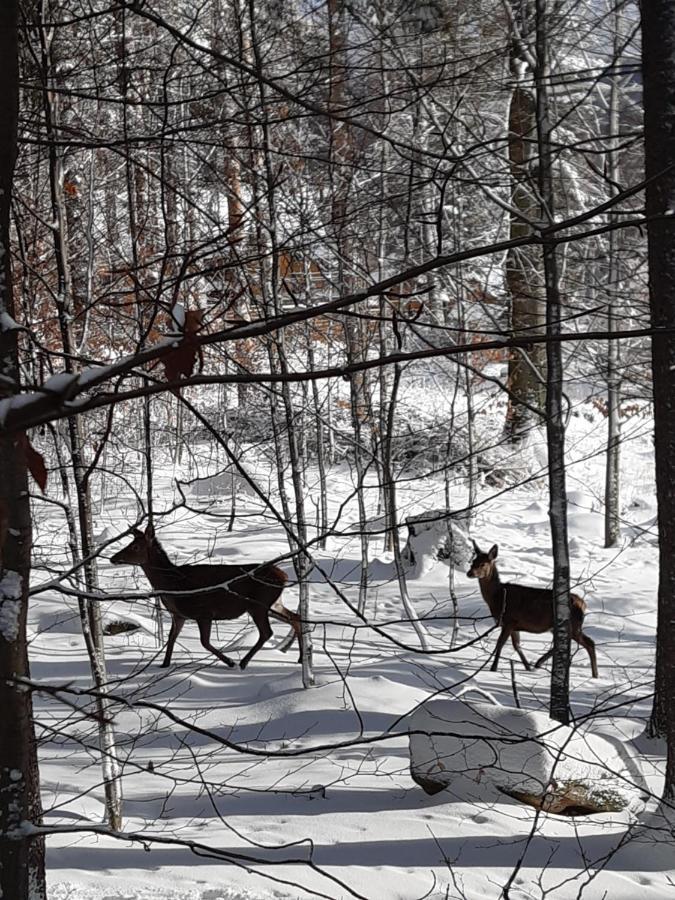 Apartamenty Przy Swierku Szklarska Poreba Luaran gambar